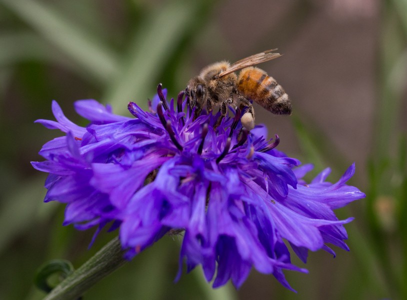 Bee on cornflower in Aspen (91229)
