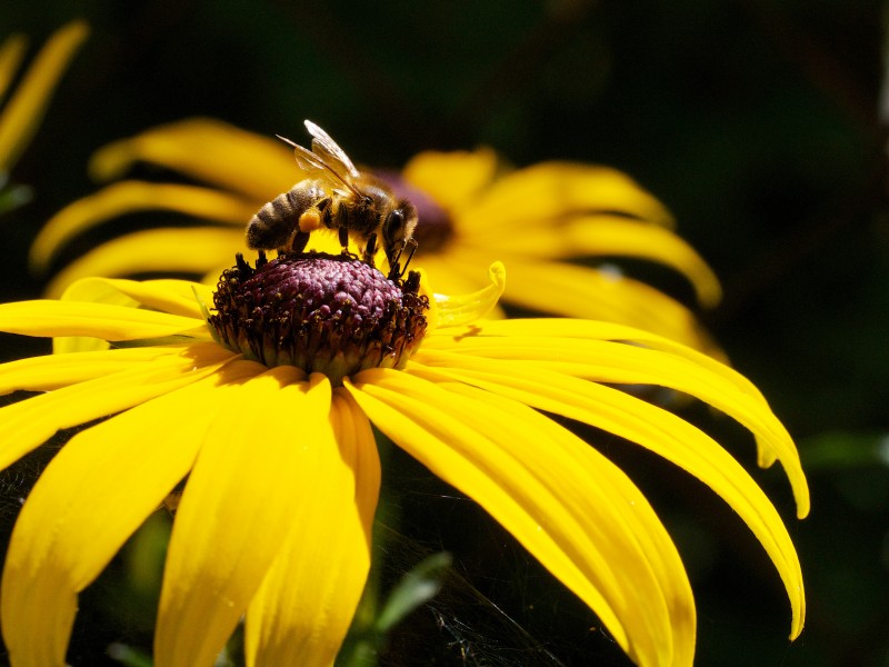 Bee on Heliopsis