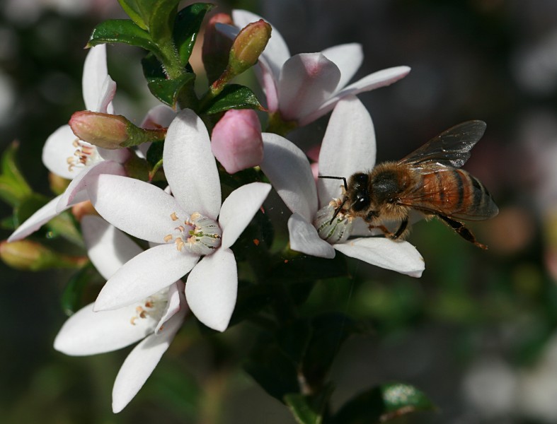 Bee on Sydney wildflower