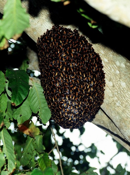Beehive-Sunderbans-2008