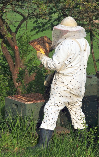 Beekeeper keeping bees