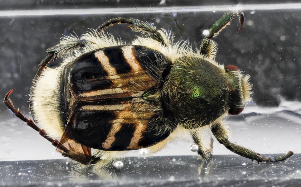 Beetle, FOBU, com, 10698 2012-11-14-13.50 (8206112297)