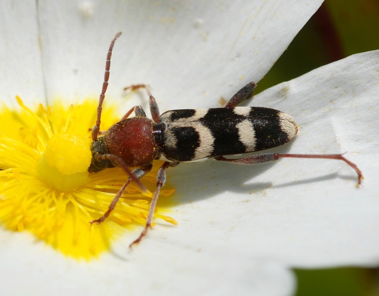 Beetle May 2009-7