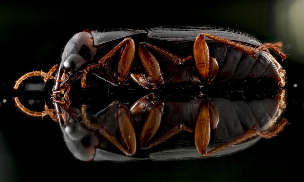 Beetle on glass 2013-01-15-13.58.13 ZS PMax (8384087119)