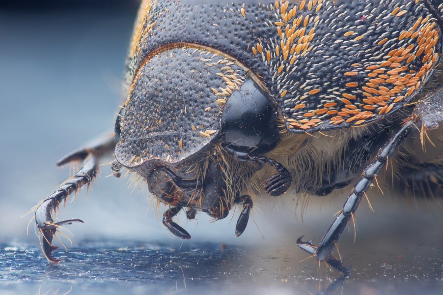 Beetle portrait (experimenting focus stacking again) (15688161381)