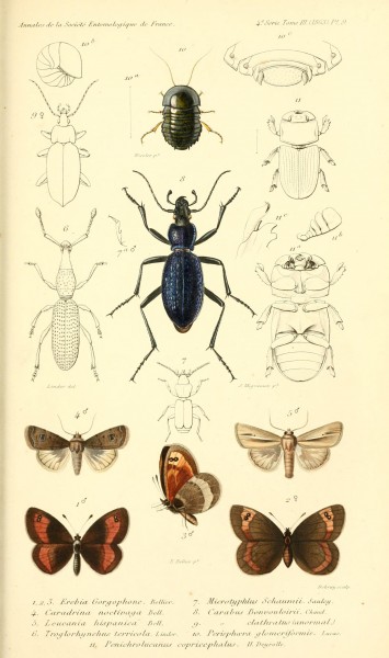 Bellier1863AnnSocEntFrancePlate9