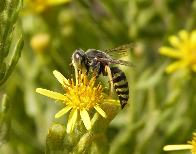 Bembix species, female (33430703216)
