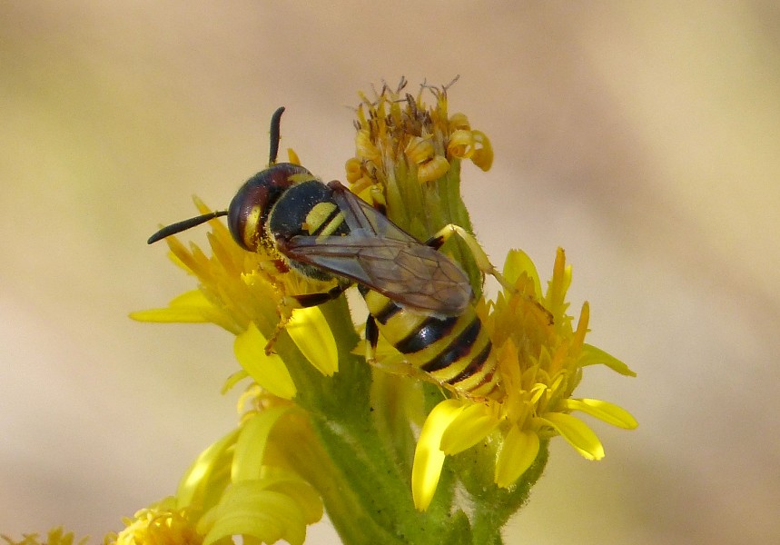 Bembix species, female (33430704616)