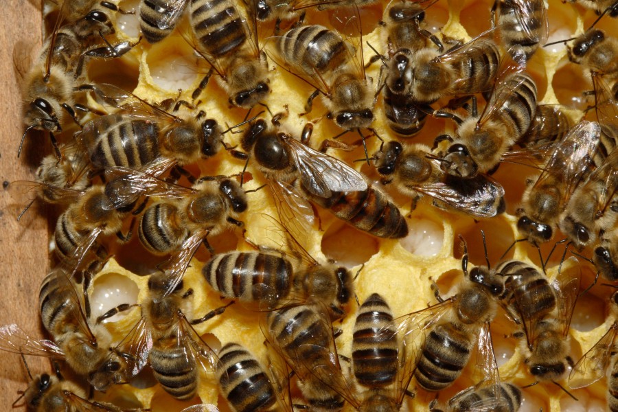 Bienenkoenigin 43a