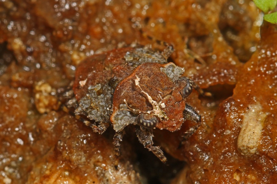 Big-eyed Toad Bug - Gelastocoris oculatus, Okaloacoochee Slough State Forest, Felda, Florida - 11432587825