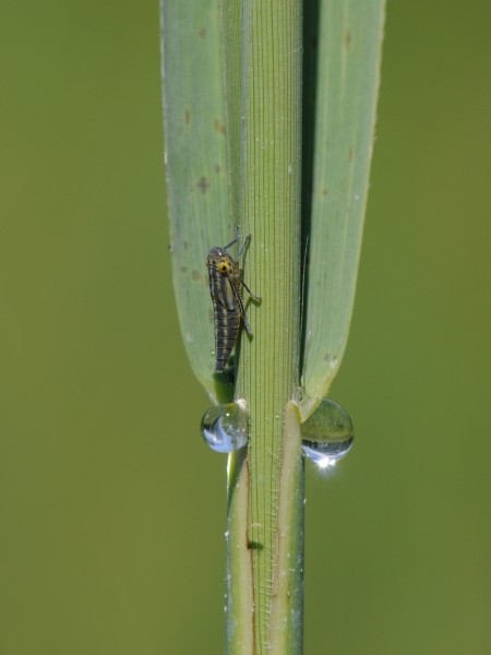 Binsenschmuckzikade Larve, Cicadella viridis 2