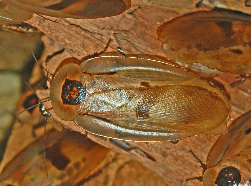Blaberidae - Blaberus giganteus