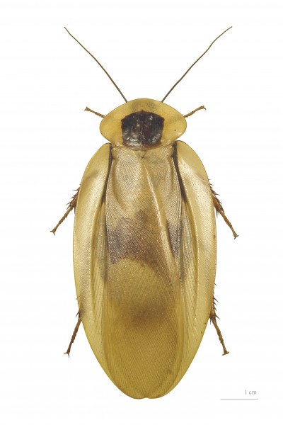 Blaberus giganteus MHNT dos