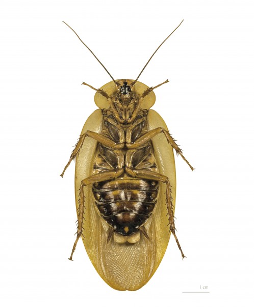 Blaberus giganteus MHNT ventre