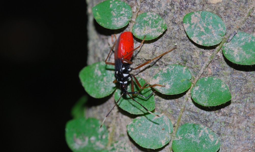Black-and-red Bug (Hemiptera) (8686163878)