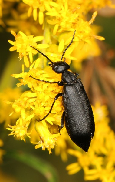 Black Blister Beetle - Epicauta pennsylvanica, Julie Metz Wetlands, Woodbridge, Virginia