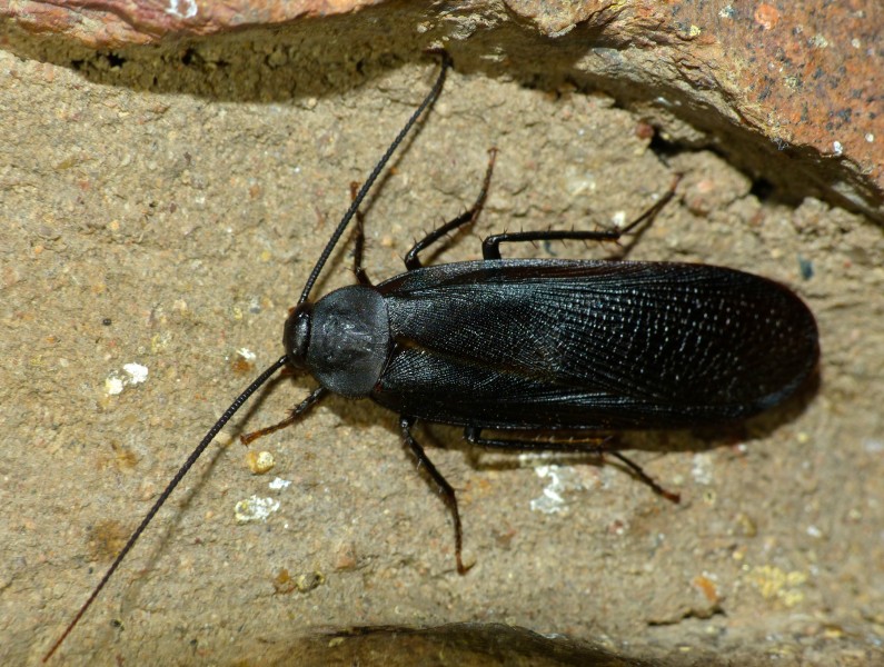 Black Cockroach (Deropeltis sp.) (11691293215)
