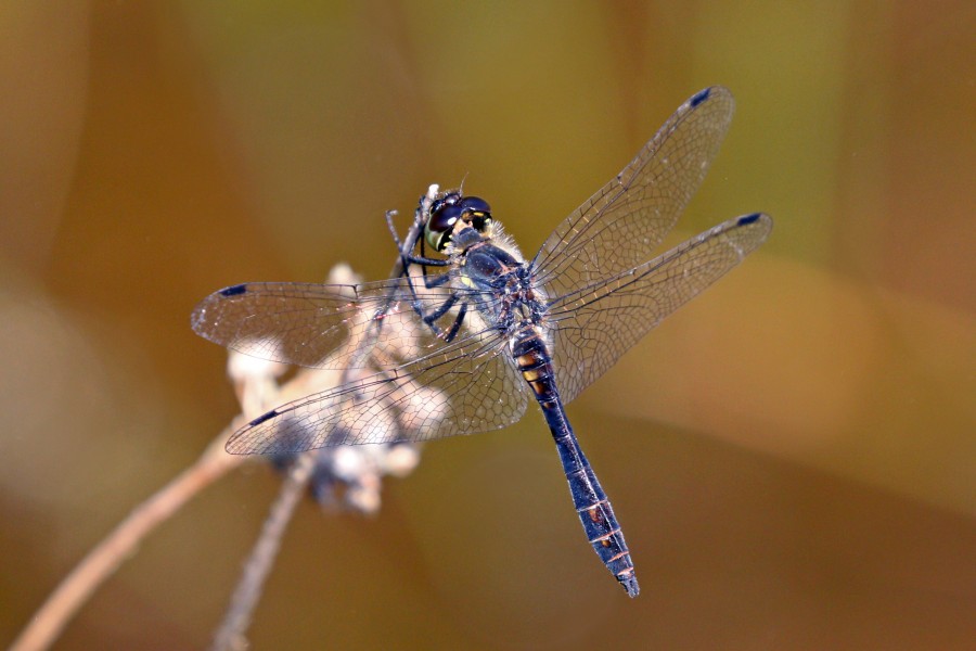 Black darter (Sympetrum danae) male 3