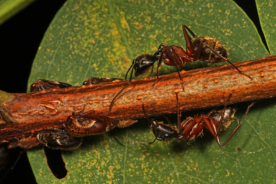 Black Locust Treehoppers and ants - Vanduzea arquata, Leesylvania State Park, Woodbridge, Virginia