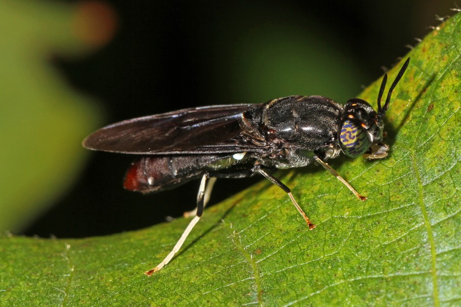 Black Soldier Fly - Hermetia illucens, National Arboretum, Washington, D.C
