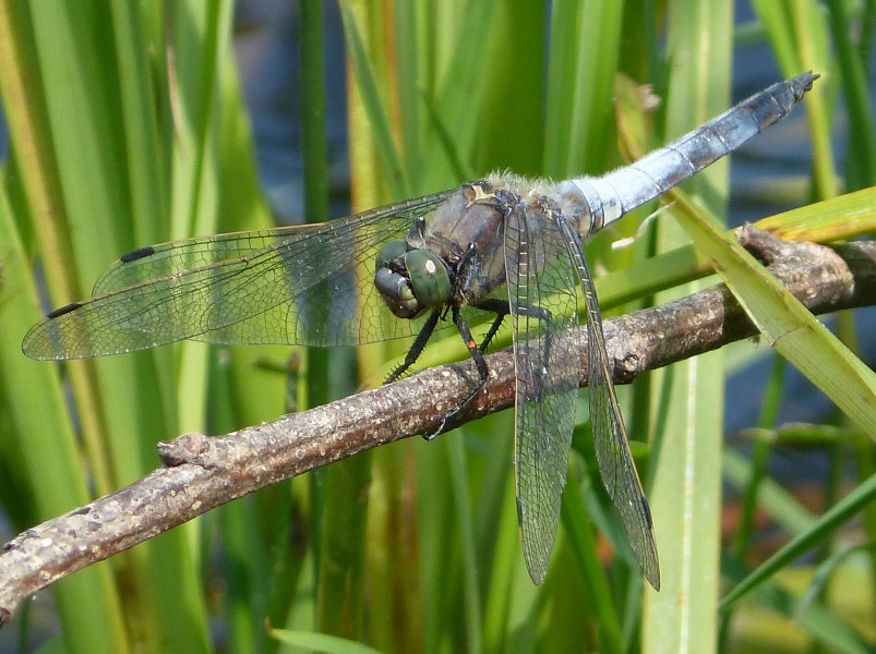 Black-tailed Skimmer. Orthetrum cancellatum. Mature male - Flickr - gailhampshire