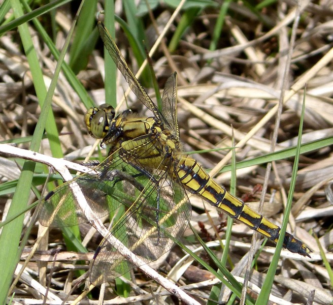 Black-tailed Skimmer . Female - Flickr - gailhampshire