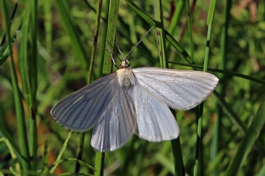 Black-veined moth (Siona lineata)