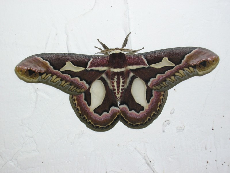 BlackAttacusAtlas