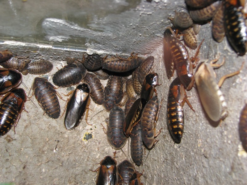 Blaptica dubia - various