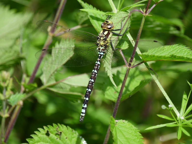Blaugrüne Mosaikjunfer (Aeshna cyanea) P1044711