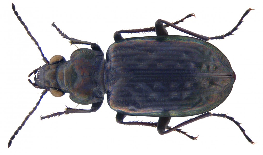 Blethisa multipunctata (Linné, 1758) (3287498757) (2)