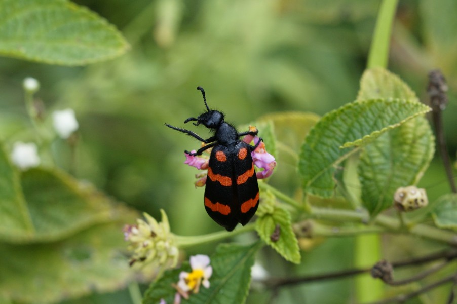 Blister beetle 0360