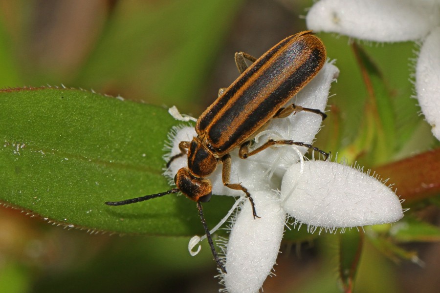 Blister Beetle - Epicauta strigosa, Okeefenokee Swamp National Wildlife Refuge, Folkston, Georgia