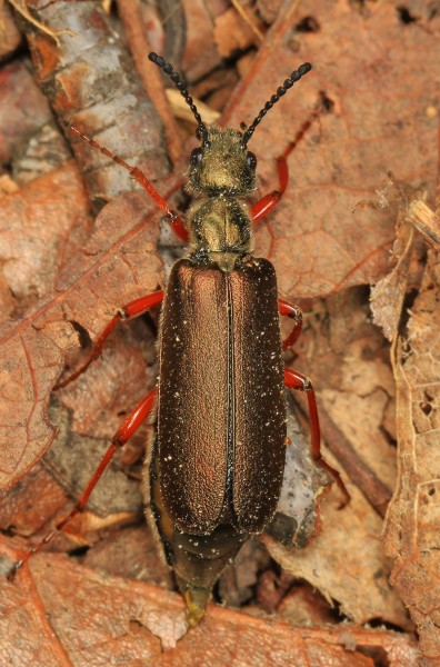 Blister Beetle - Lytta aenea, Leesylvania State Park, Woodbridge, Virginia