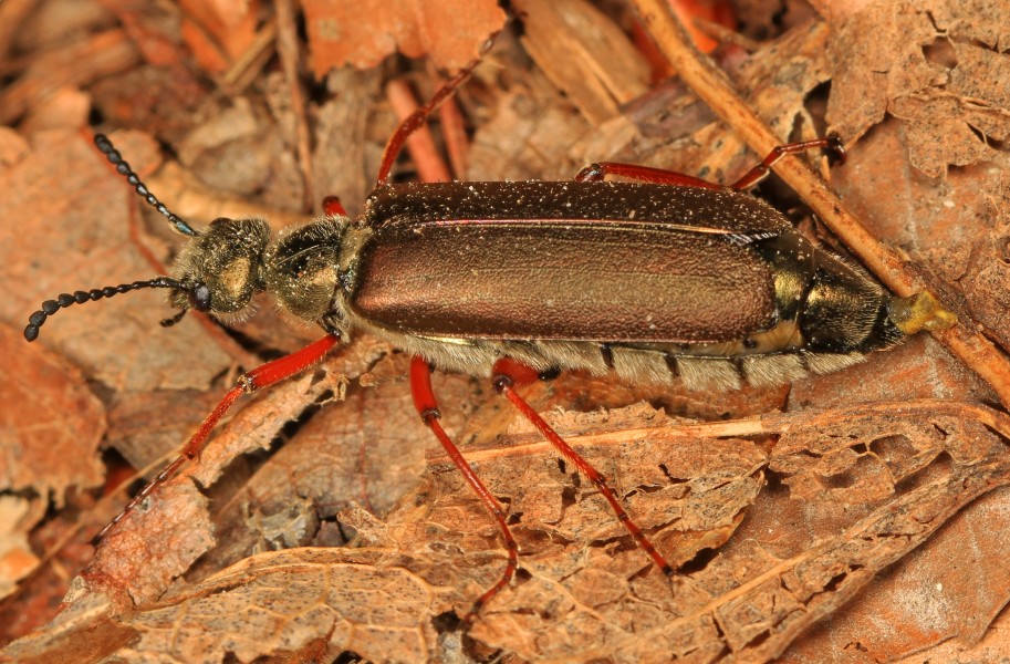 Blister Beetle - Lytta aenea, Leesylvania State Park, Woodbridge, Virginia - 23243718931