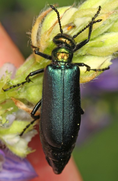 Blister Beetle - Lytta nuttalli?, Lassen Volcanic National Park, Mineral, California - 26277046982