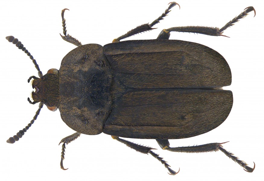 Blitophaga opaca (Linné, 1758) (3389119095) (2)