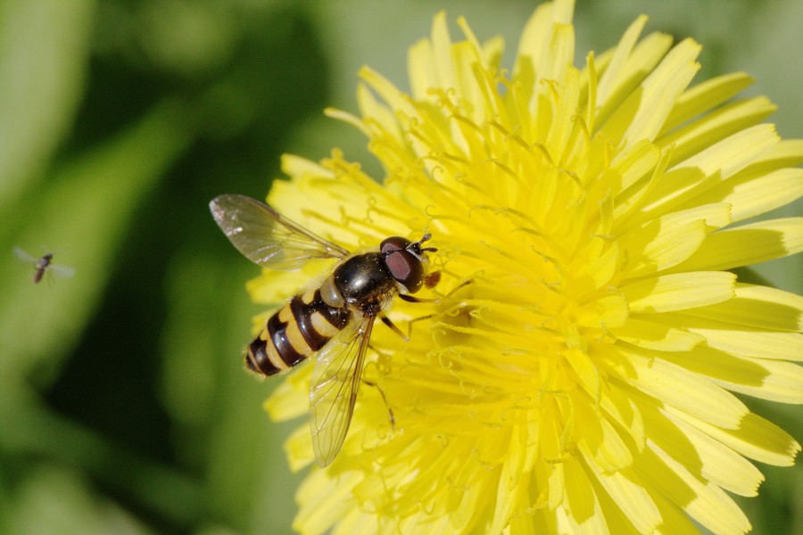 Blomsterflue (Syrphidae) (4682767590)