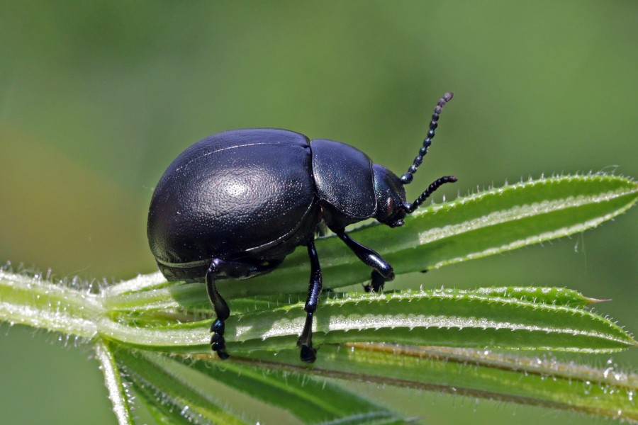 Bloody-nosed beetle (Timarcha tenebricosa)