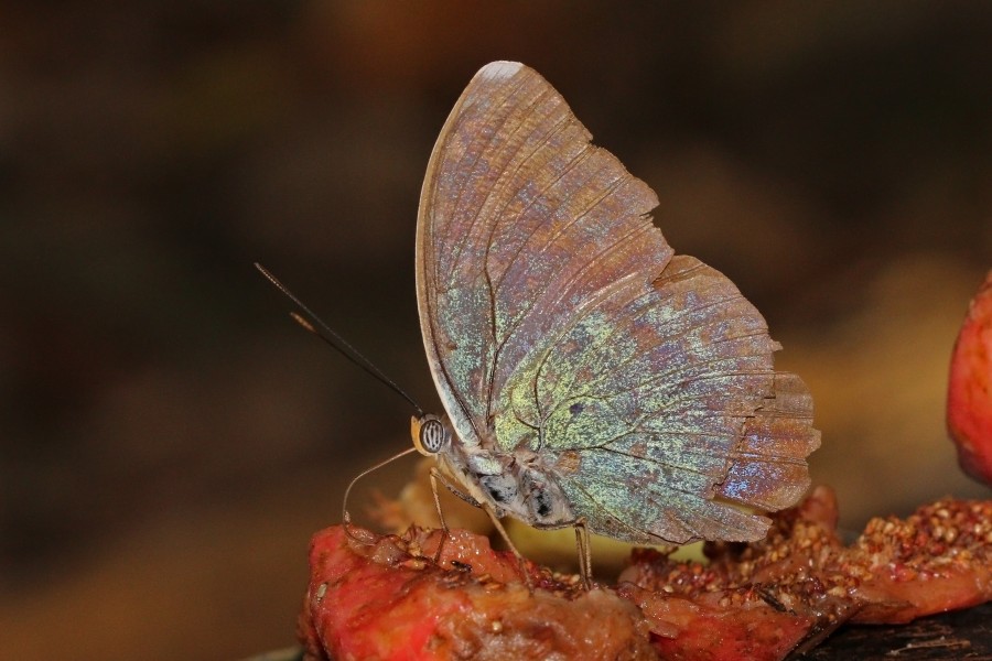 Blue-banded forester (Euphaedra harpalyce harpalyce) male underside