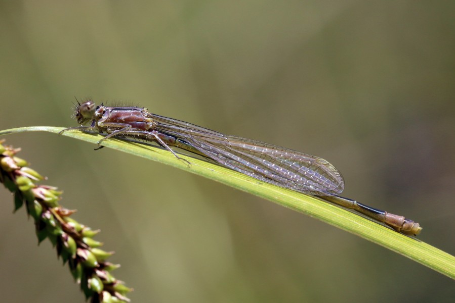 Blue-tailed Damselfly (Ischnura elegans) female infusca obsoleta