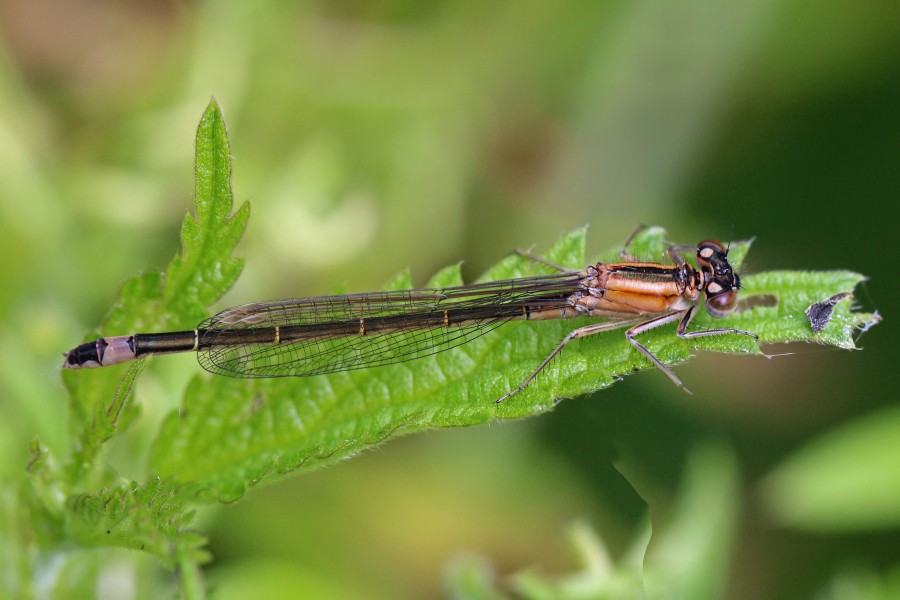 Blue-tailed damselfly (Ischnura elegans) female rufescens-obsoleta