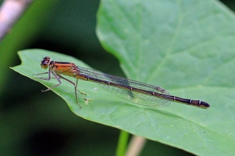Blue-tailed damselfly (Ischnura elegans) female rufescens-obsoleta 2