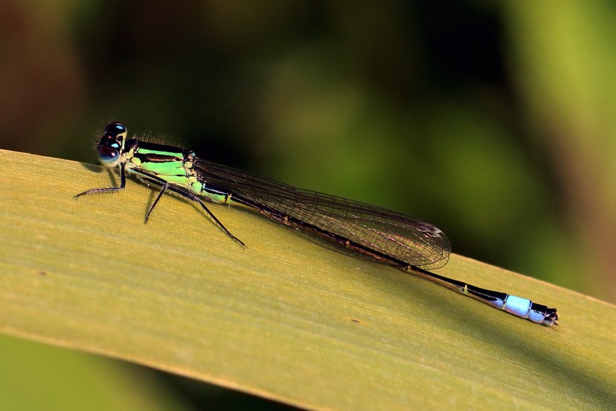 Blue-tailed damselfly (Ischnura elegans) immature male