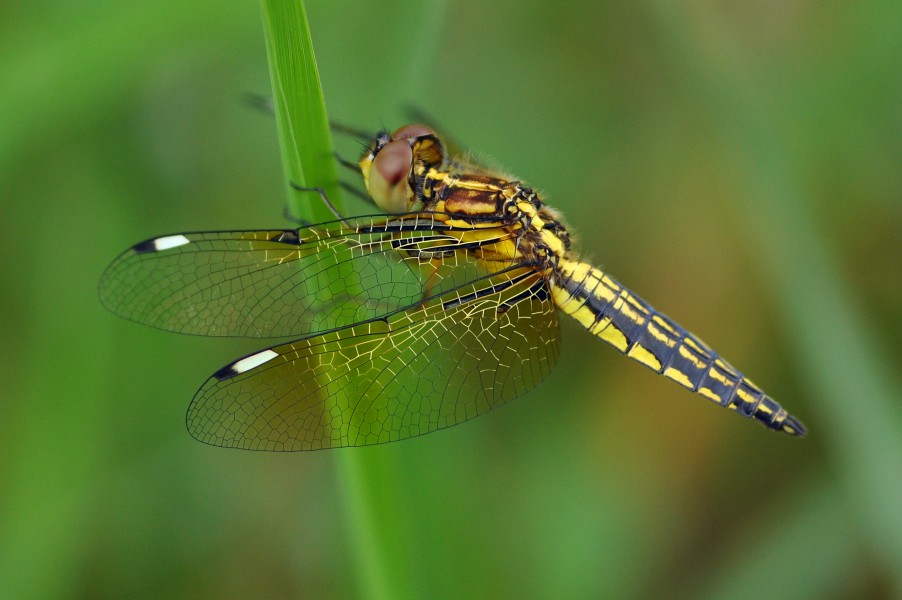 Blue-tailed Yellow Skimmer Palpopleura sexmaculata