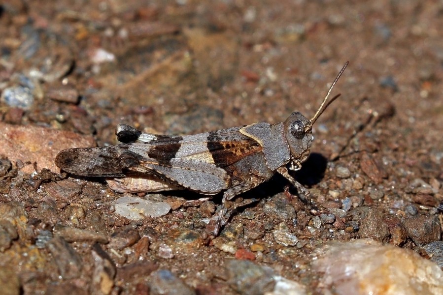 Blue-winged grasshopper (Oedipoda caerulescens) male