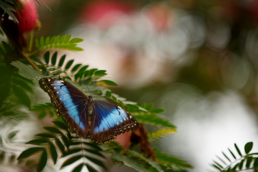 Blue butterfly (14074308758)