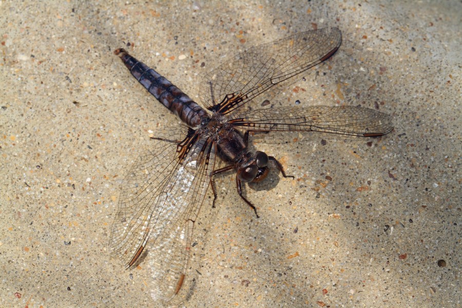Blue Corporal - Ladona deplanata, Lake Tawakoni State Park, Wills Point, Texas - 26952276895