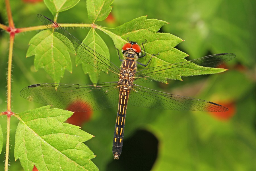 Blue Dasher - Pachydiplax longipennis, Carolina Sandhills National Wildlife Refuge, McBee, South Carolina - 23043740439