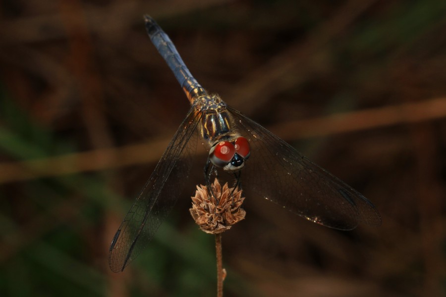 Blue Dasher - Pachydiplax longipennis, Long Pine Key, Everglades National Park, Homestead, Florida